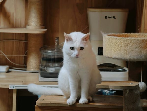猫咪早餐