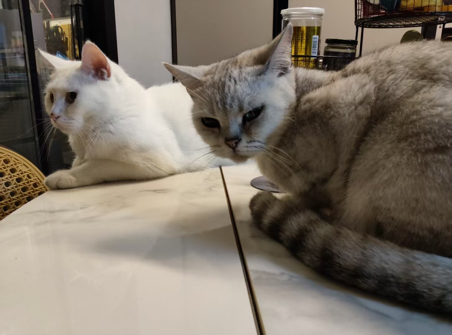 双猫同框·关于我们