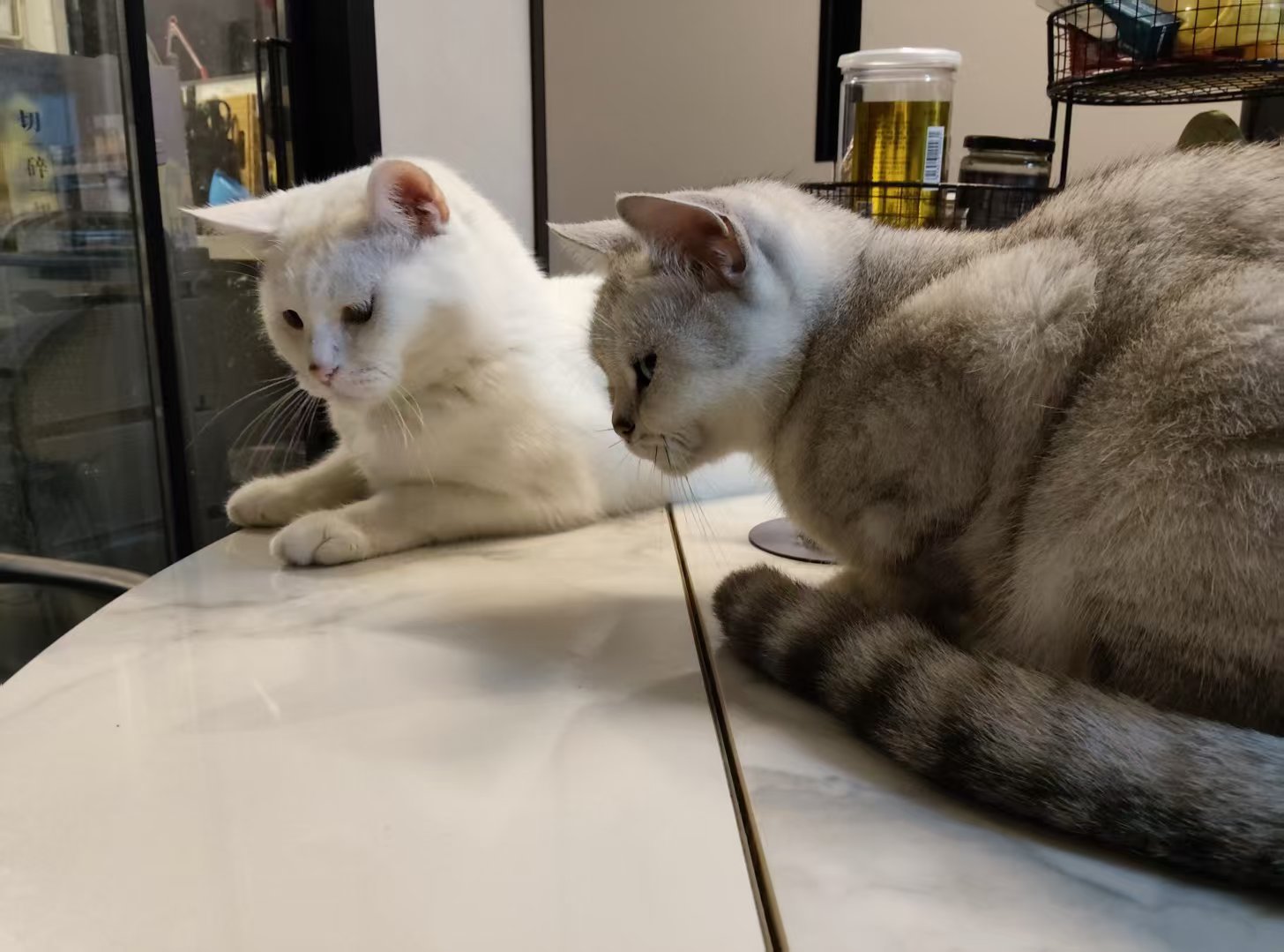 双猫同框·家族氛围