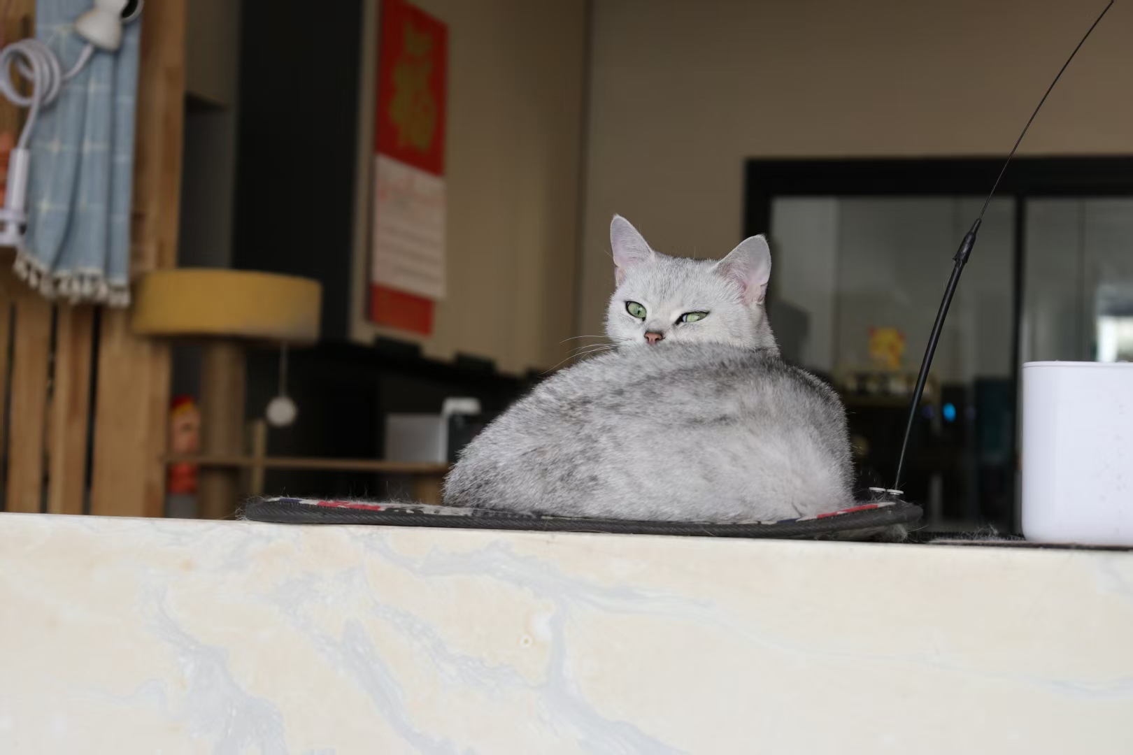 NANA绿眼·猫咪家族
